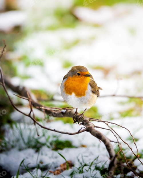 Preview: a small red robin perches on a tree branch in the snow