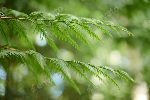 Preview: Western red cedar tree branch foliage close up with green bokeh forest background