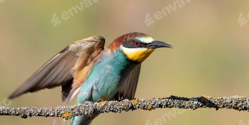 Preview: European bee-eater, merops apiaster. Close-up of a bird spreading its wings