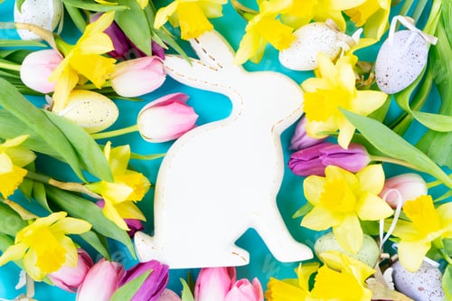 Preview: tulips and daffodils flowers