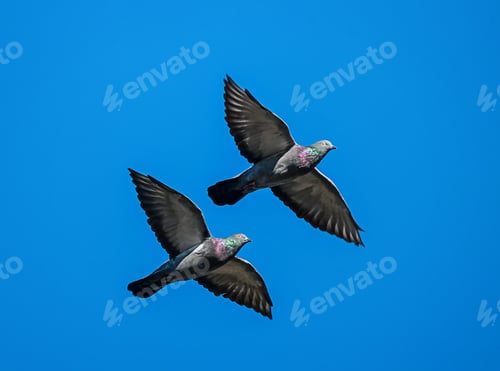 Preview: Two doves flying high in a clear blue sky, capturing a moment of freedom and peace.