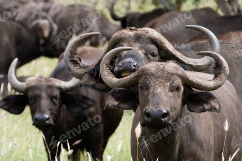Preview: Group portrait of African buffalos (Syncerus caffer), Tsavo, Kenya