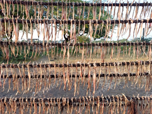 Preview: Dried fish outside next to a fence with string