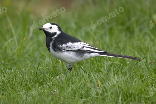 Preview: Closeup shot of a pied wagtail on green grass.