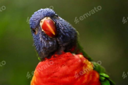 Preview: bird, parrot, colorful, beak, green, blue, lorikeet, red, rainbow, yellow, parakeet, animal, feather