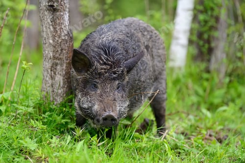 Preview: Wild boar on the forest
