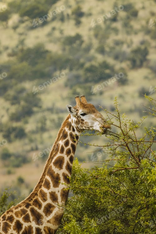 Giraffe Feeding on Green Leaves in Natural Setting