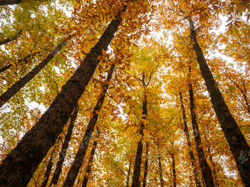 Preview: Worm's eye view of beautiful yellow autumn trees in the woods