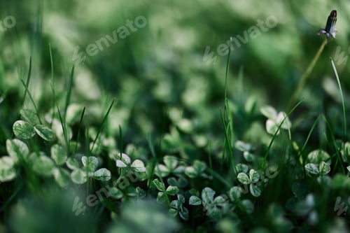 Preview: Green grass botany and nature landscaping for the home area, landscaping and taking care of nature