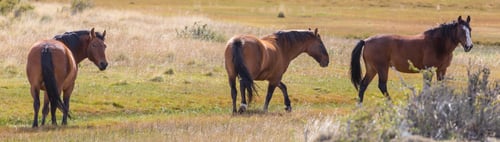 Preview: Horse on meadow