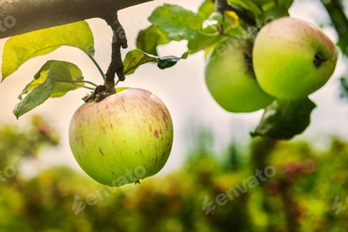 Preview: Apple trees in the Garden during Autumn, UK