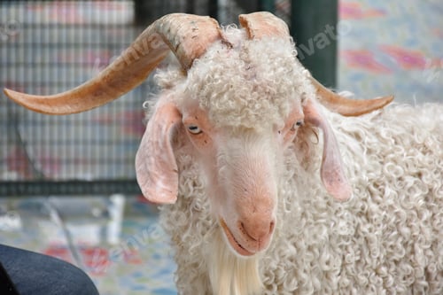 Preview: cute sheep on a farm outdoor selective focus