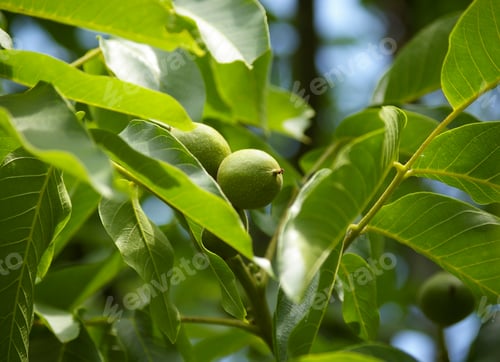 Preview: Green walnuts in the tree