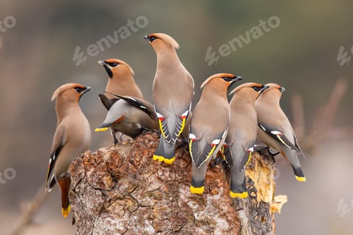 Preview: Flock of bohemian waxwing sitting on stump in winter