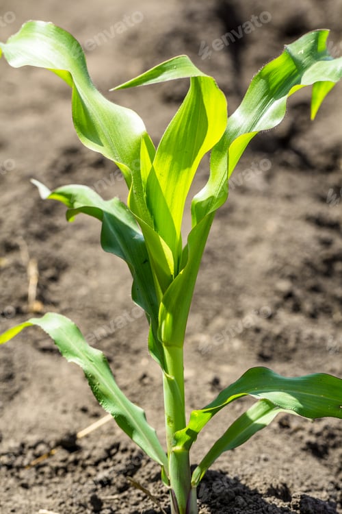 Preview: Green field of young corn with clean rows