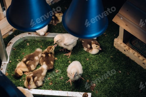 Preview: Small chickens and ducklings bask on the grass under a lamp in the yard