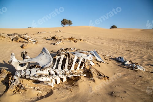 Preview: Decomposed camel in deser