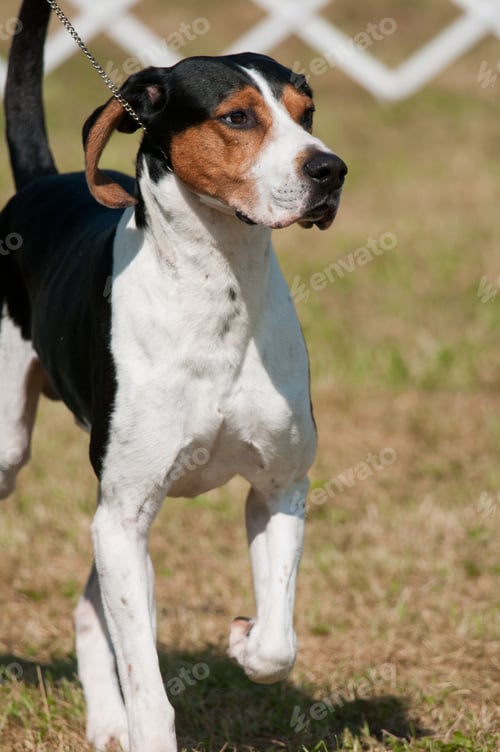 Preview: Vertical shot of a treeing walker coonhound