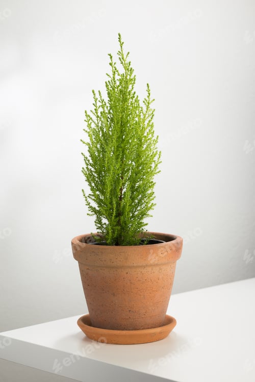 Preview: Small Green Tree in Terracotta Pot on Table