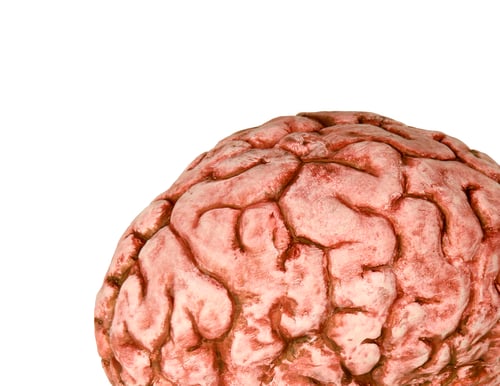 Preview: human brain close up