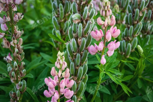 Preview: Lupine plant with seed pods and pink flowers, Lupinus polyphyllus in the garden