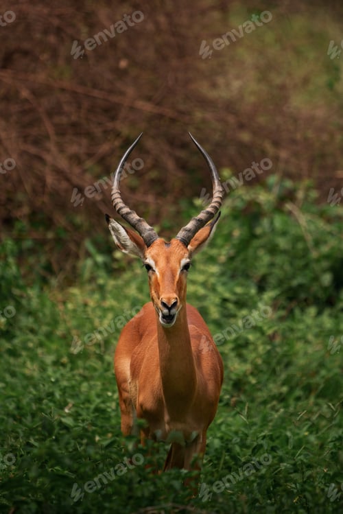 Preview: Impala standing in green bushes in lake manyara national park