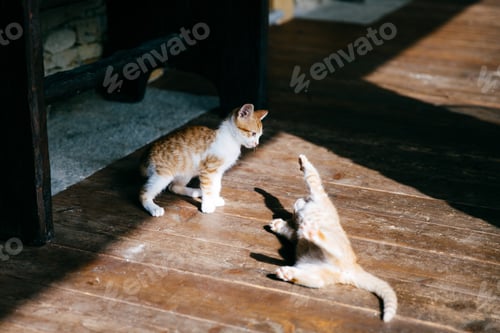 Preview: Two playing kittens