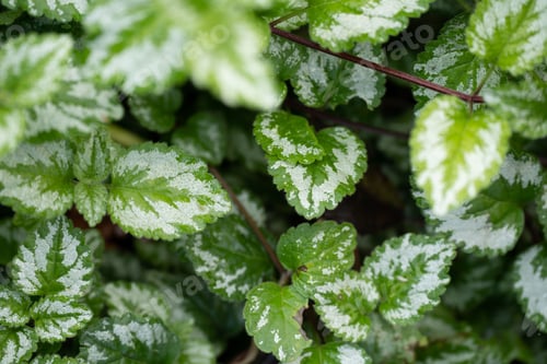 Preview: Closeup selective focus of a green leaves pattern with white accents in a garden