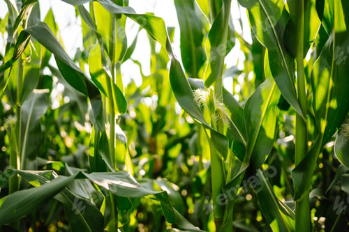 Preview: Young corn field at agriculture farm. Agriculture, organic gardening, planting or ecology concept.