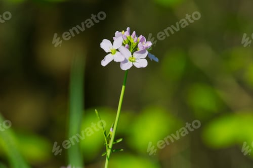 Preview: Cuckooflower (Cardamine pratensis) in a spring nature