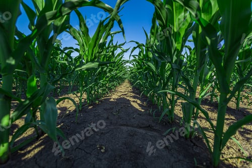 Preview: Green field of young corn with clean rows