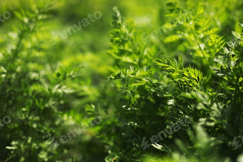 Preview: Young green carrot leaves texture. Agriculture background with green carrot leaves.