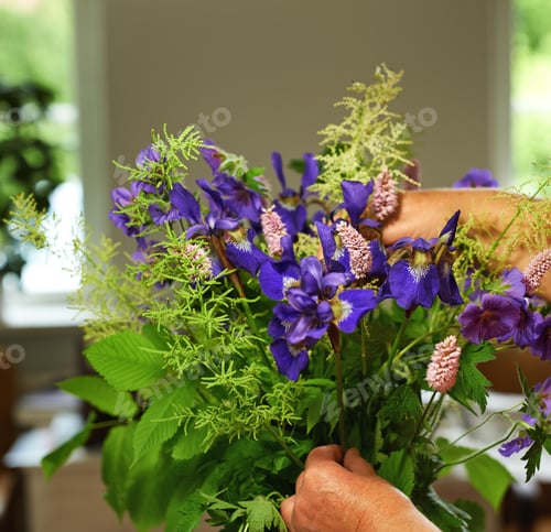 Preview: Meadwo Geranium