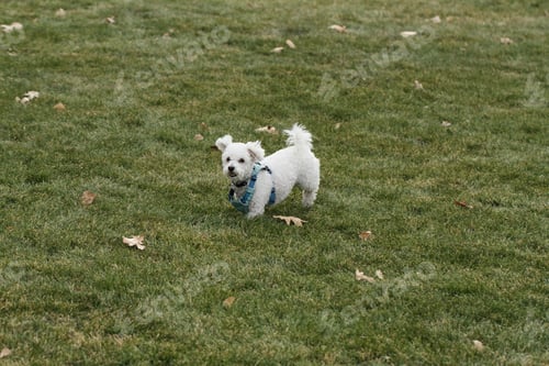 Preview: Cheerful white-colored small-breed dog running joyfully through a lush green grassy field