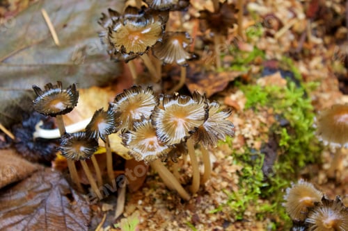 Preview: Wild Mushrooms