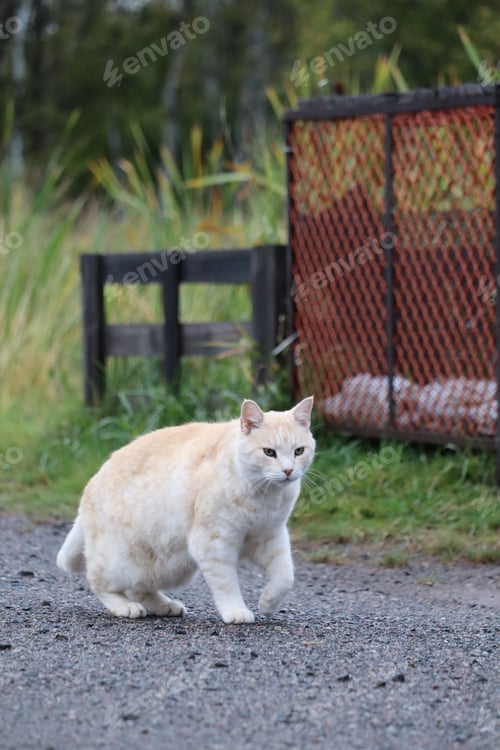 Preview: White cat walking on a path with green grass in background