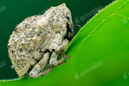 Preview: beetle