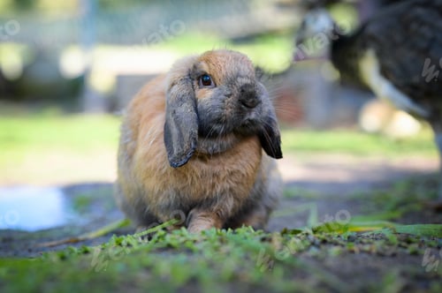 Preview: Rabbit, Close up shot.