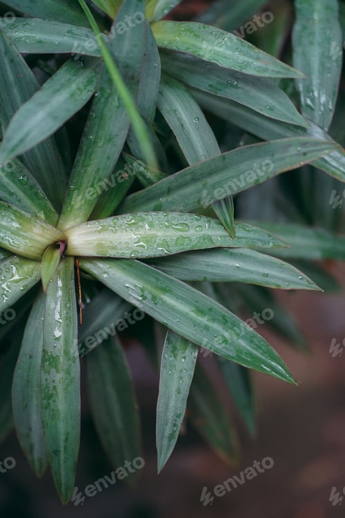 Preview: Closeup of a plant with green leaves