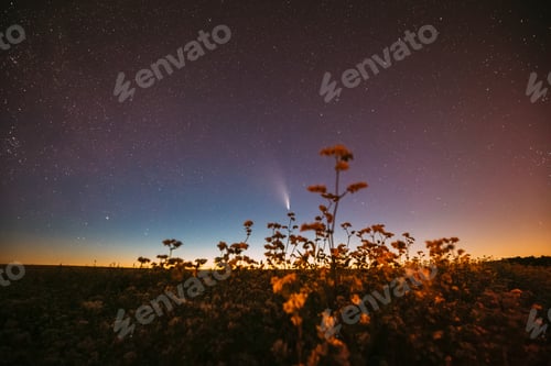 Preview: Comet Neowise C 2020 F3 In Night Starry Sky Above Flowering Buckwheat. summer Night Stars