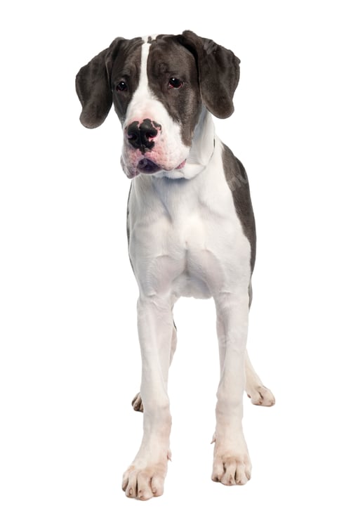 Preview: Great Dane puppy (6 months old)