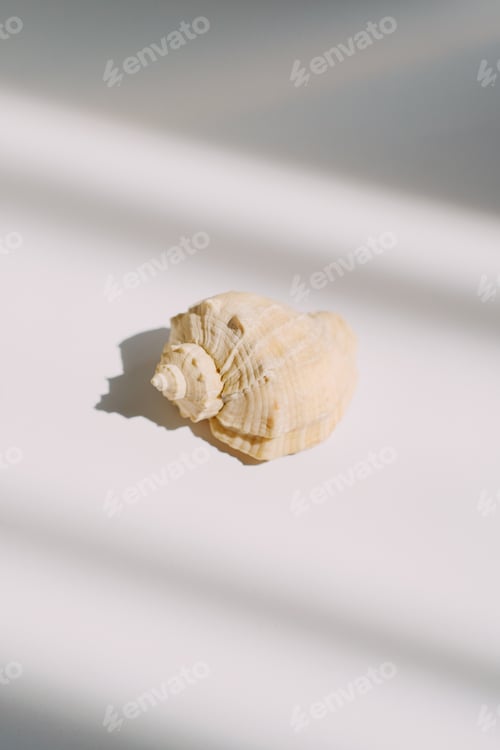 Preview: Isolated natural shell on a white table. Light and shadow in the frame. Concept visual.