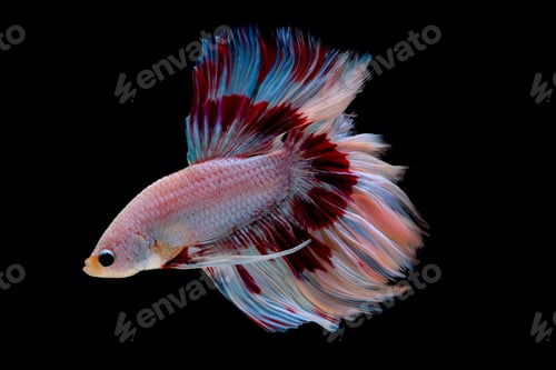 Preview: Colorful with main color of light pink, blue and red betta fish, Siamese fighting fish