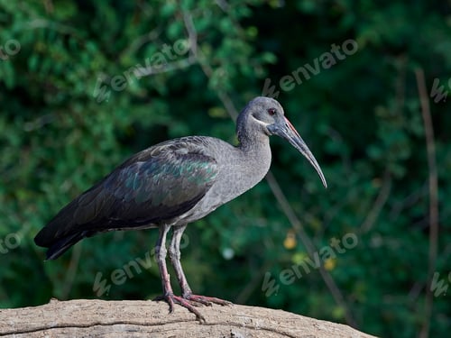 Preview: Hadeda ibis (Bostrychia hagedash)