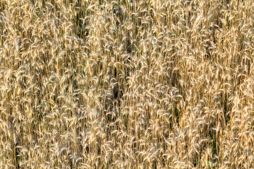 Preview: Close-up top view of isolated lit by summer sun growing dried withered long golden yellow brown wild