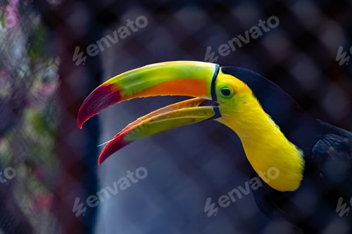 Preview: Closeup of a colorful keel-billed toucan behind a wire mesh at a zoo