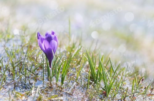 Preview: Blooming crocus in water