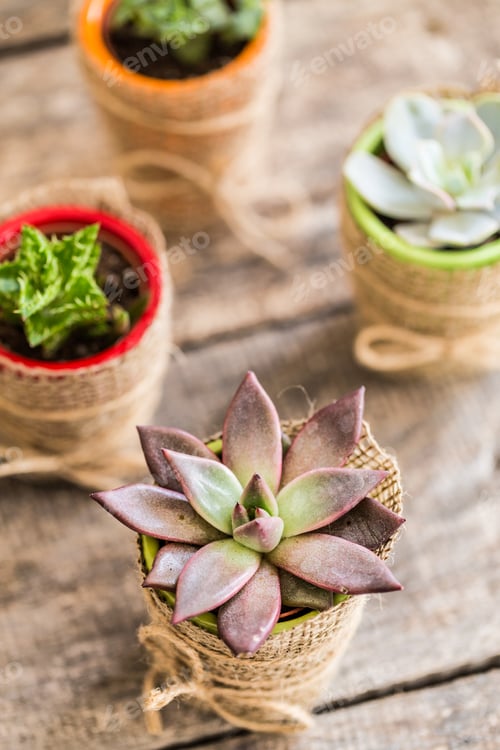 Preview: Beautifully arranged potted succulents in vibrant containers on a rustic wooden table