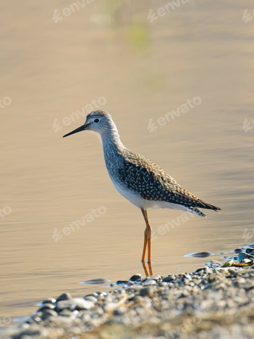 Preview: Greater yellowlegs stand at water's edge.