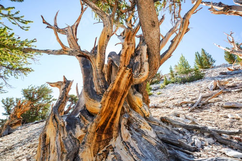 Preview: Ancient tree